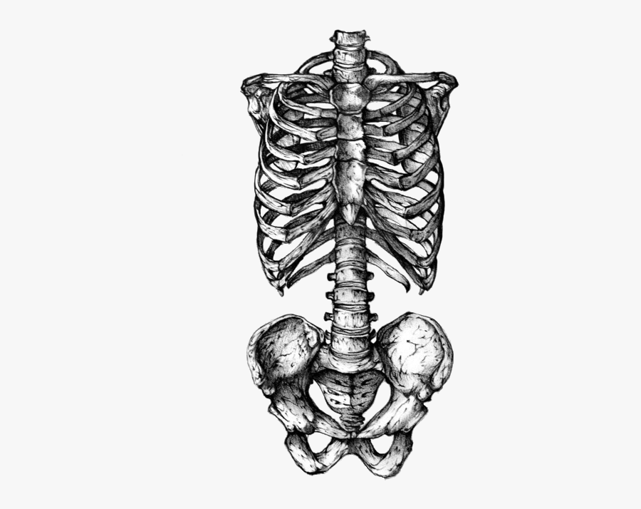 Clipart Skeleton Torso - Skeleton Rib Cage Tattoo, Transparent Clipart