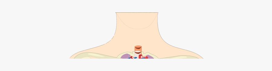 Shoulder,neck,hand - Clothes Hanger, Transparent Clipart