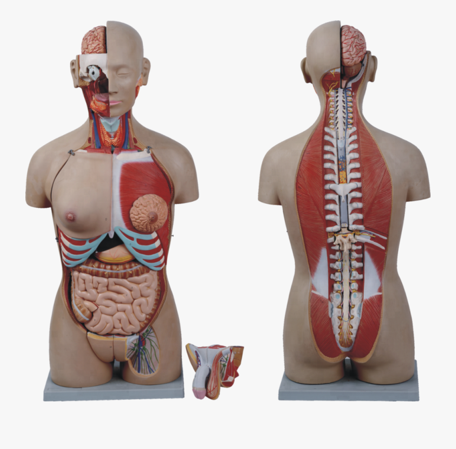 Torso Png - Male, Transparent Clipart