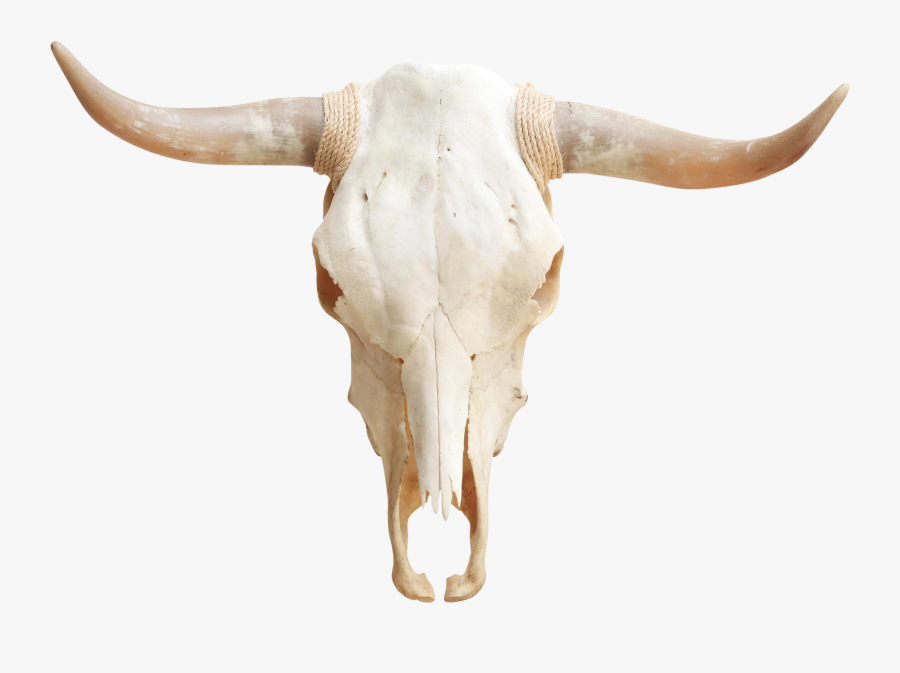 Skulls Transparent Longhorn - Skull, Transparent Clipart
