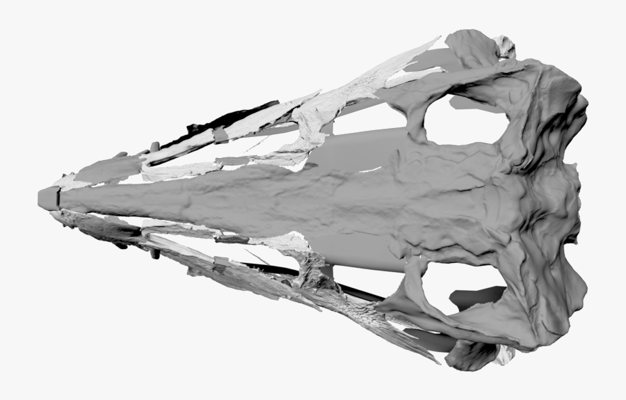 3d Skull Png - Snow, Transparent Clipart