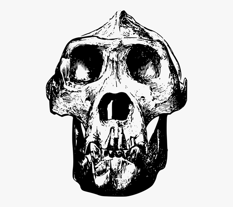 Animal, Bone, Gorilla, Head, Mammal, Skull - Gorilla Skull Drawing, Transparent Clipart