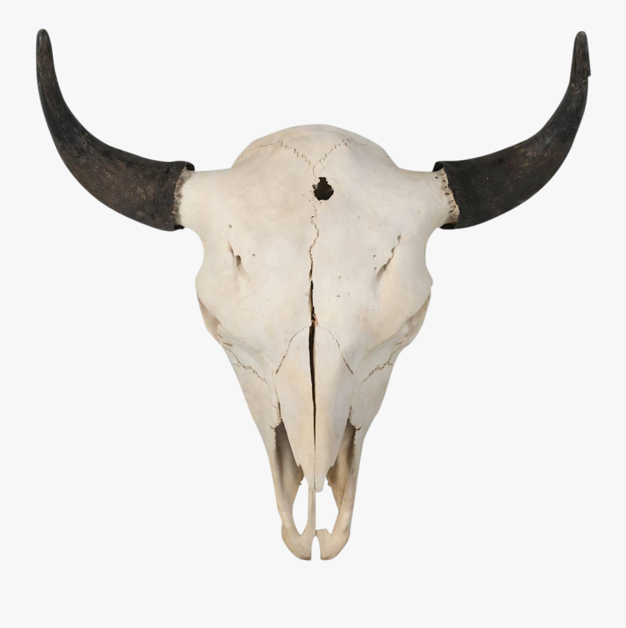 Exquisite Large Bison With - Buffalo Skull, Transparent Clipart