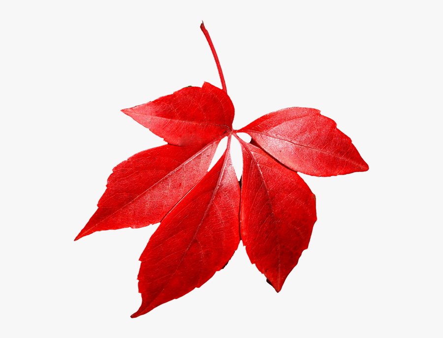 Maple Red Leaf Clip Art - Red Autumn Leaves Transparent Background, Transparent Clipart