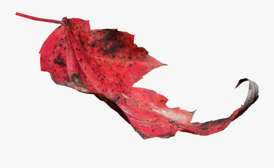 Red Leaf Png - Illustration, Transparent Clipart