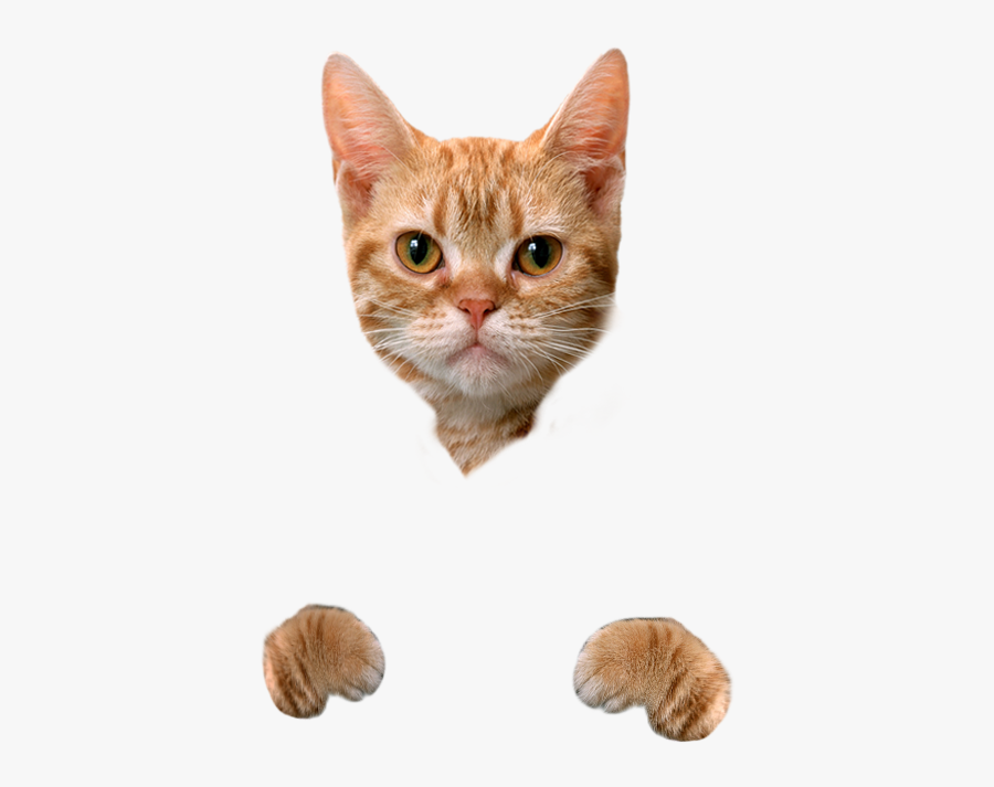 Cat Food Dog Litter Box Hamster - Cute Transparent Background Transparent Cat, Transparent Clipart