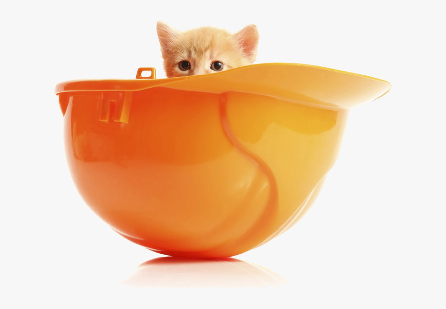 Kitten Siberian Cat Havana Brown Cat Food Cat Litter - Chat Avec Casque De Chantier, Transparent Clipart