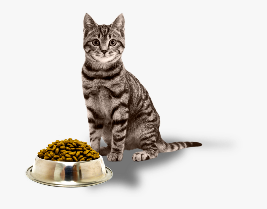 Cat Png Food - Science Trivia About Cats, Transparent Clipart