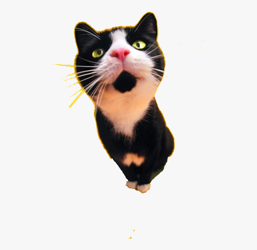 Cat Food Dog Black Cat Tattoo, Transparent Clipart