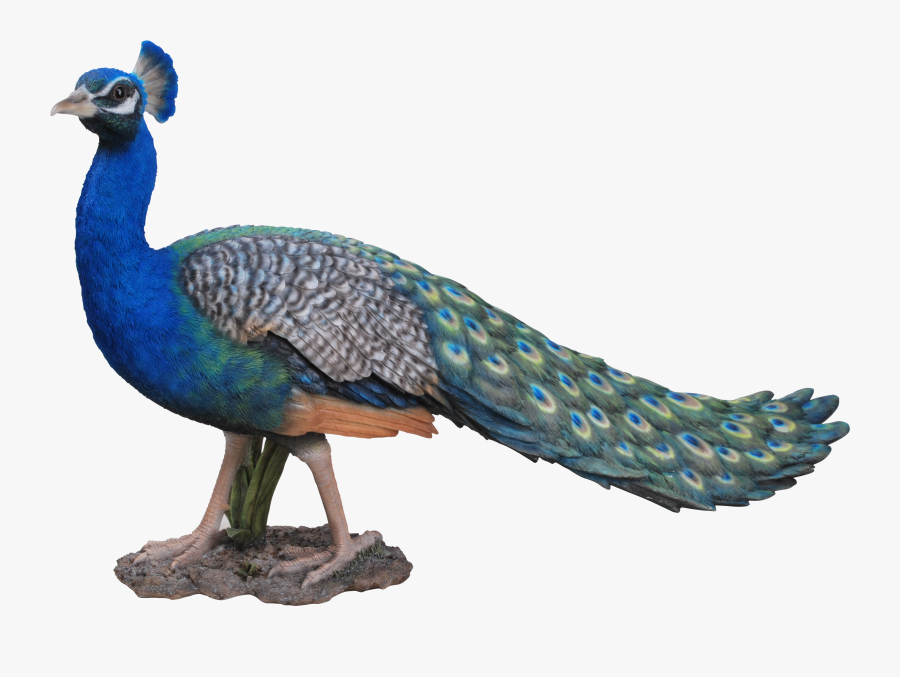 Peacock Hd Images Png, Transparent Clipart