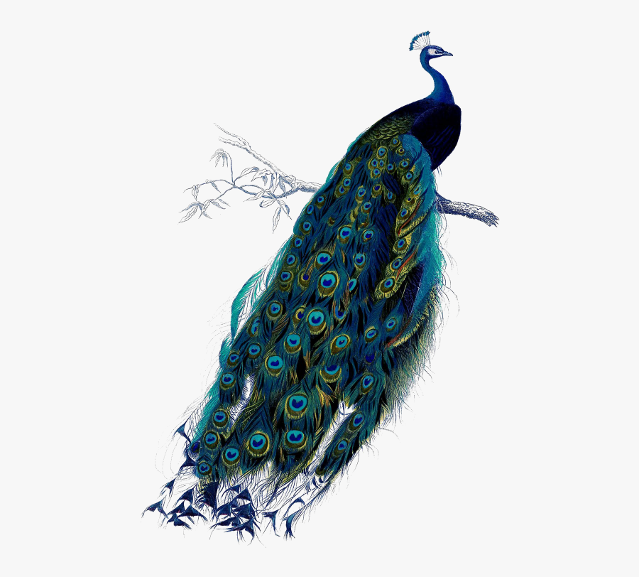 Transparent Peacock Clipart - Vintage Peacock Png, Transparent Clipart