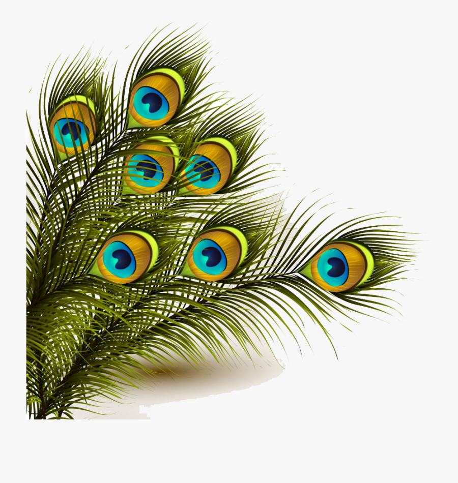 Peafowl Clipart Peacock Colour - Peacock Feather Png, Transparent Clipart