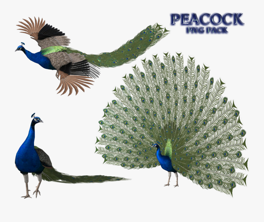 Peacock Free Png Image - Peacock 3d Png, Transparent Clipart