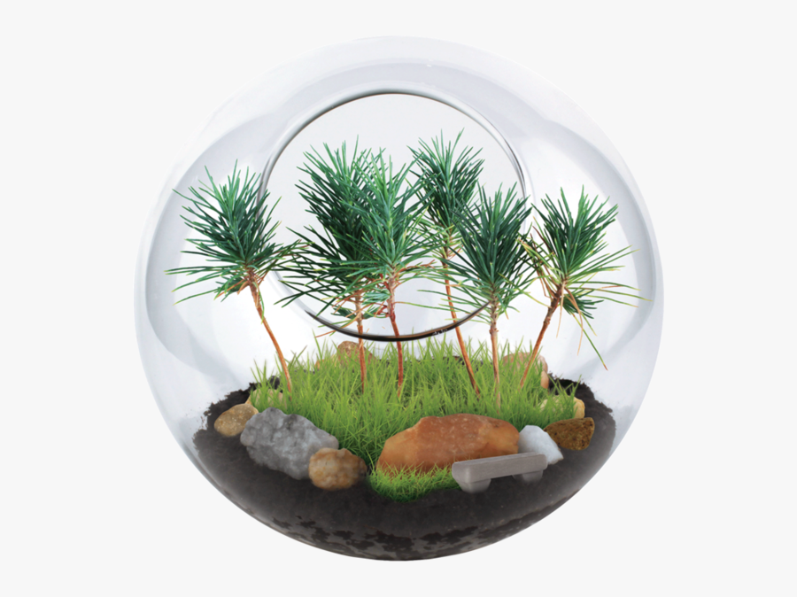 Clip Art Park In A Terrarium - Aquarium, Transparent Clipart