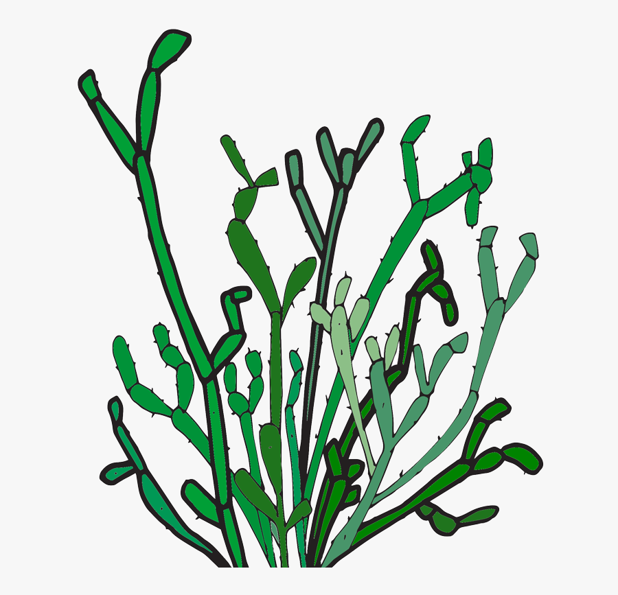 Plan De La Composition Du Terrarium, Clipart , Png, Transparent Clipart