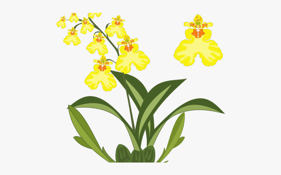 Clip Art For Orchids, Transparent Clipart