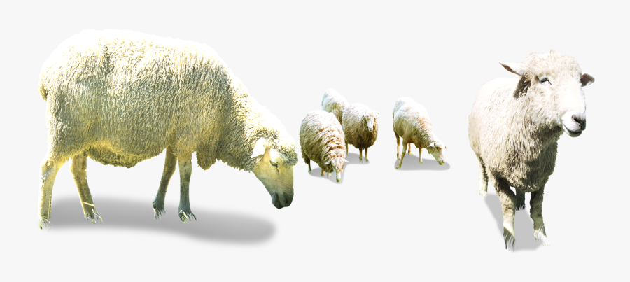 Sheep Goat Herding - Flock Of Sheep Png, Transparent Clipart