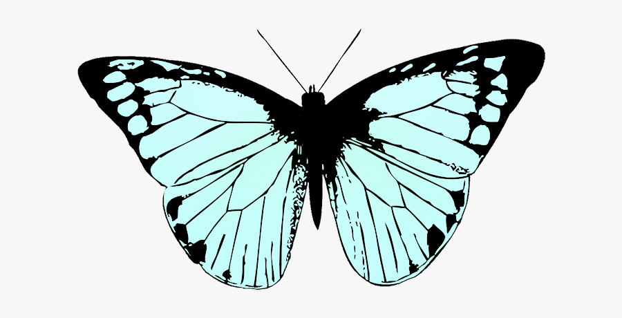 Soft Blue Colored Butterfly Wings - Transparent Butterfly Black And White, Transparent Clipart
