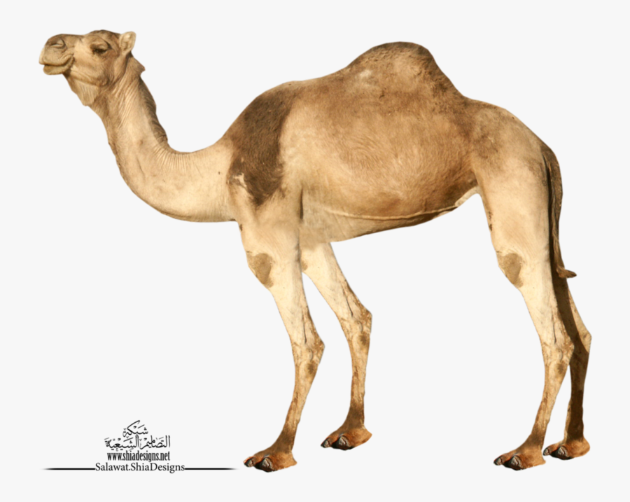 Transparent Background Camel Png, Transparent Clipart