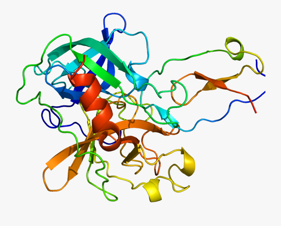 Sad Clipart Bacteria - Elafin Protein, Transparent Clipart