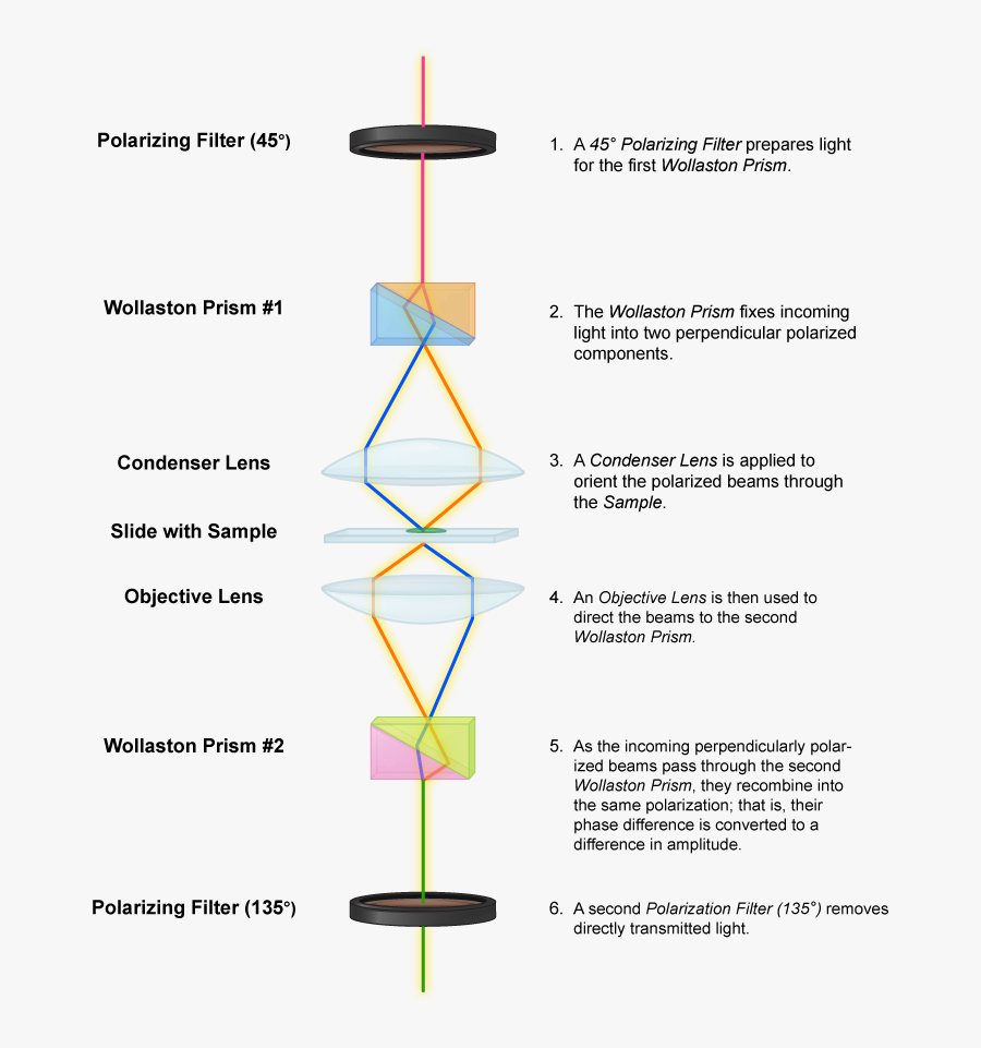 Clip Art Microscopes Microbiology Differential Contrast - Ray Diagram Of Differential Interference Contrast Microscopy, Transparent Clipart