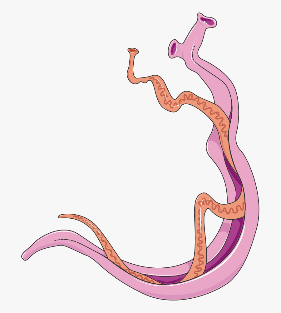 Imagenes De Schistosoma Mansoni, Transparent Clipart