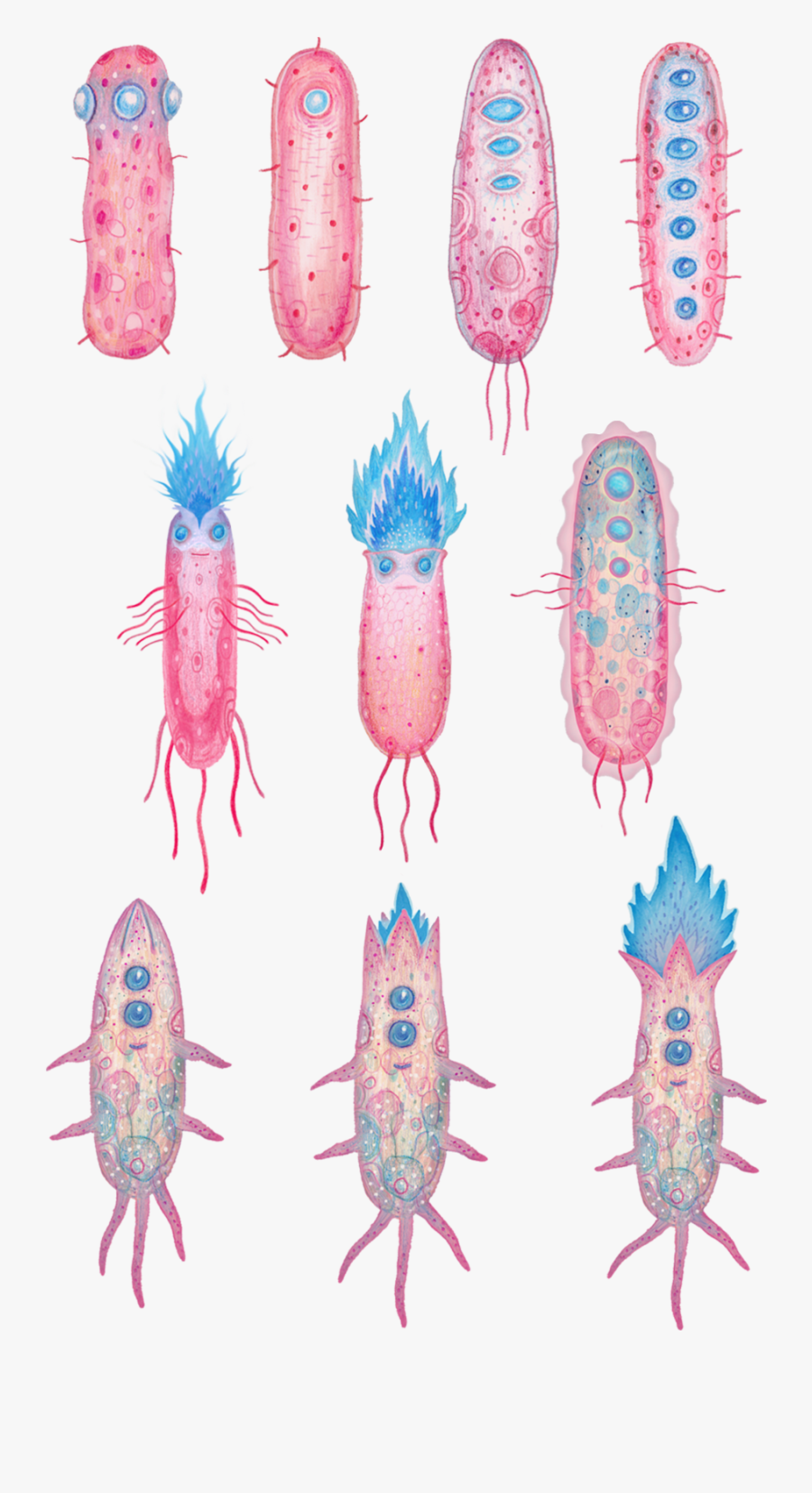 Shellfish, Transparent Clipart