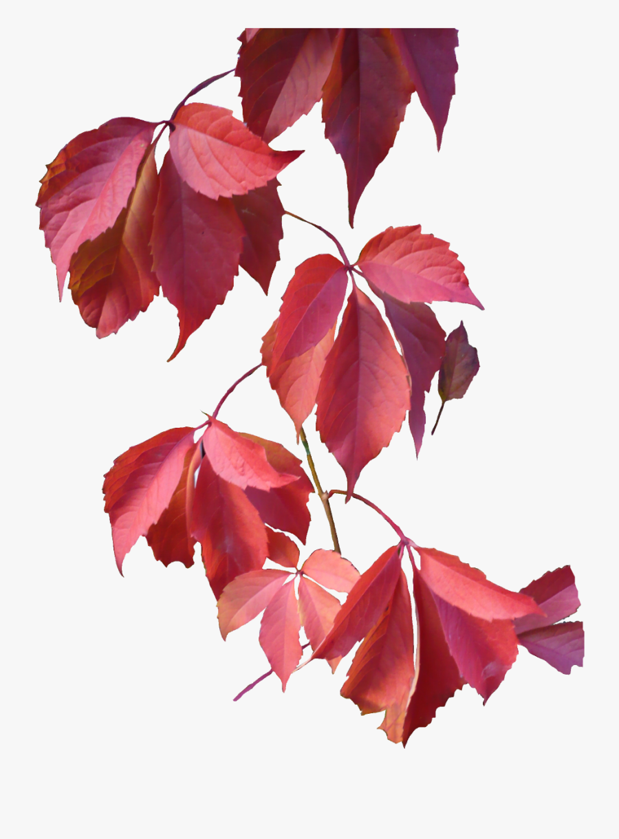 Autumn Leaves Png Pink, Transparent Clipart