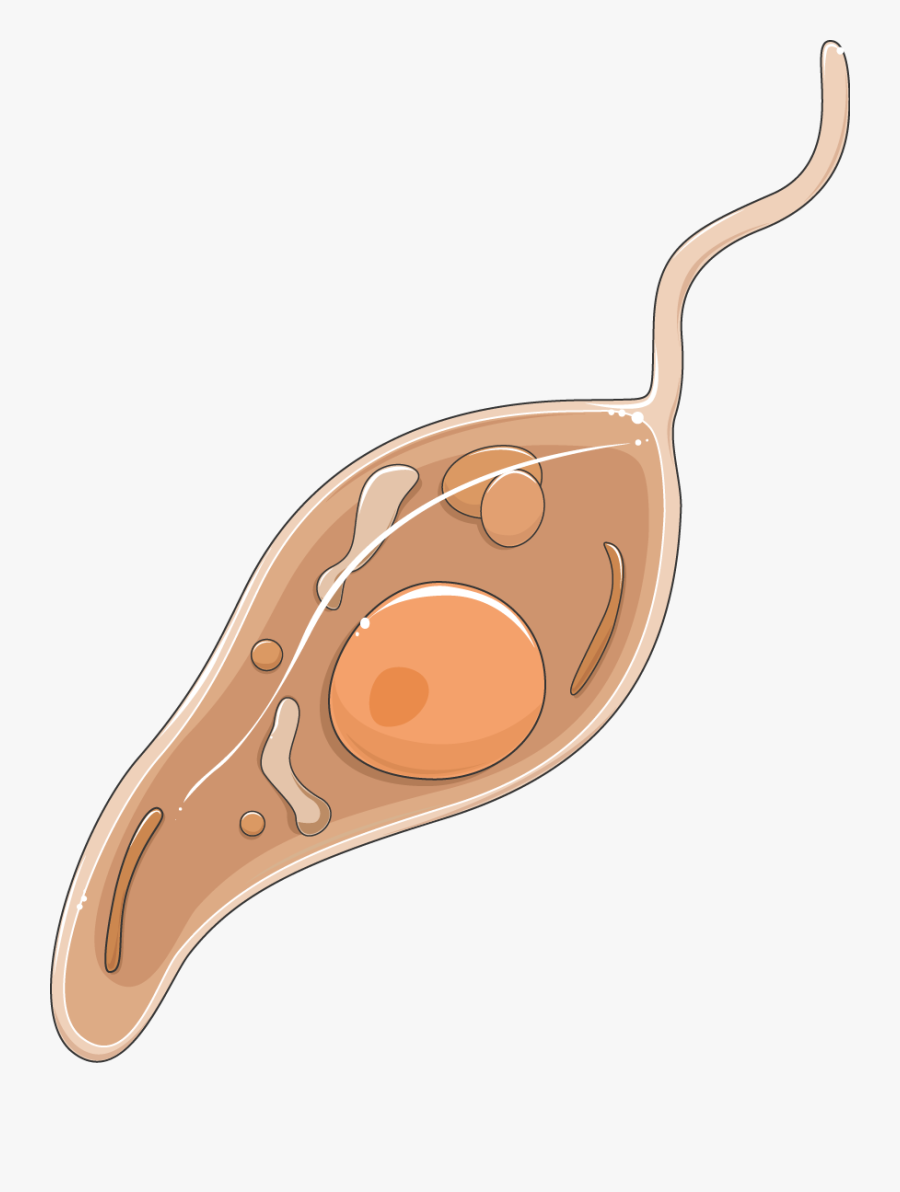 Leishmania Promastigote - Leishmania Png, Transparent Clipart