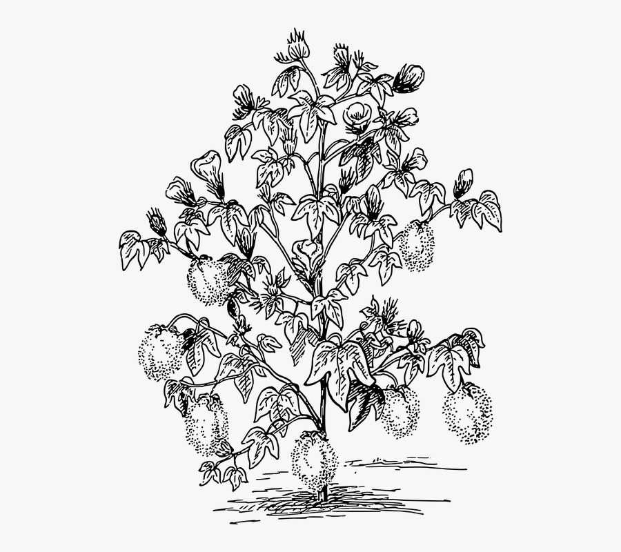 Tree Cotton Plants Black And - Cotton Plant Clipart Black And White, Transparent Clipart