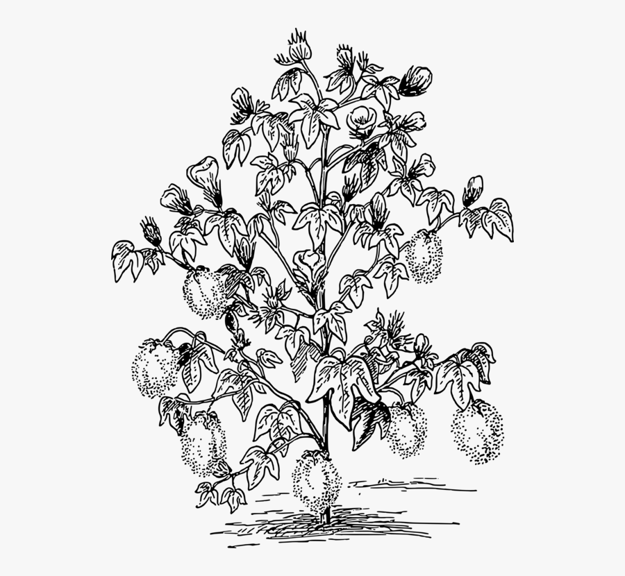 Bush Clipart Cotton - Cotton Plant Clipart Black And White, Transparent Clipart