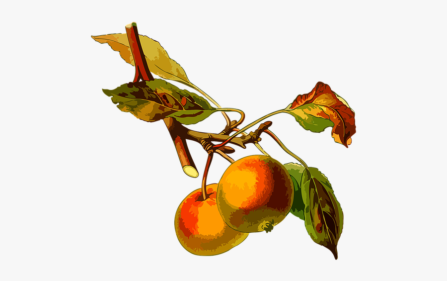 Common Name Of Apple, Transparent Clipart