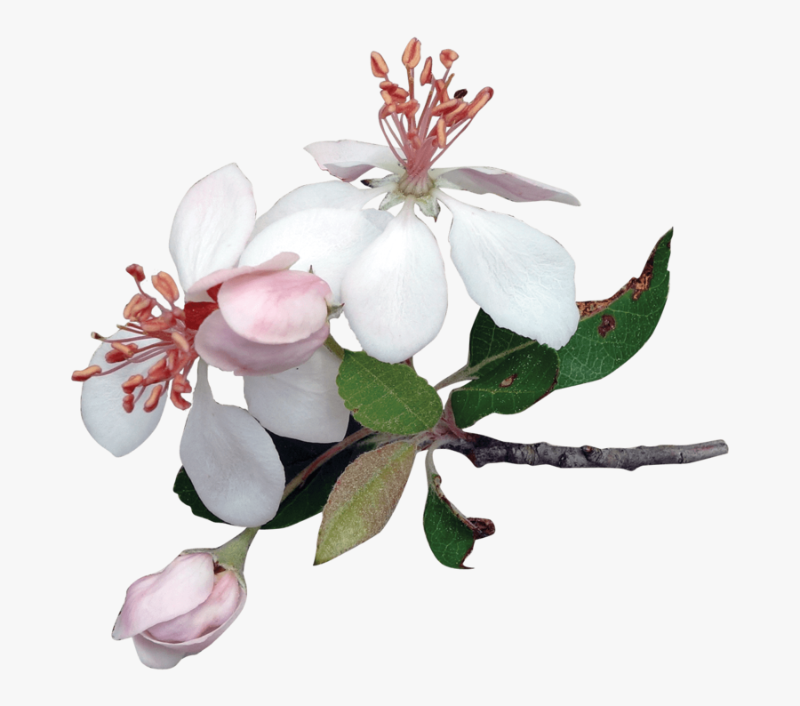 Apple Tree Flower Png, Transparent Clipart