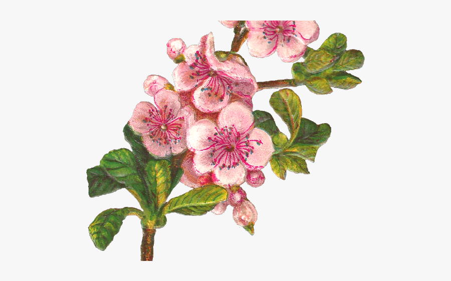 Apple Blossom Cliparts - Apple Blossom Clipart Transparent, Transparent Clipart