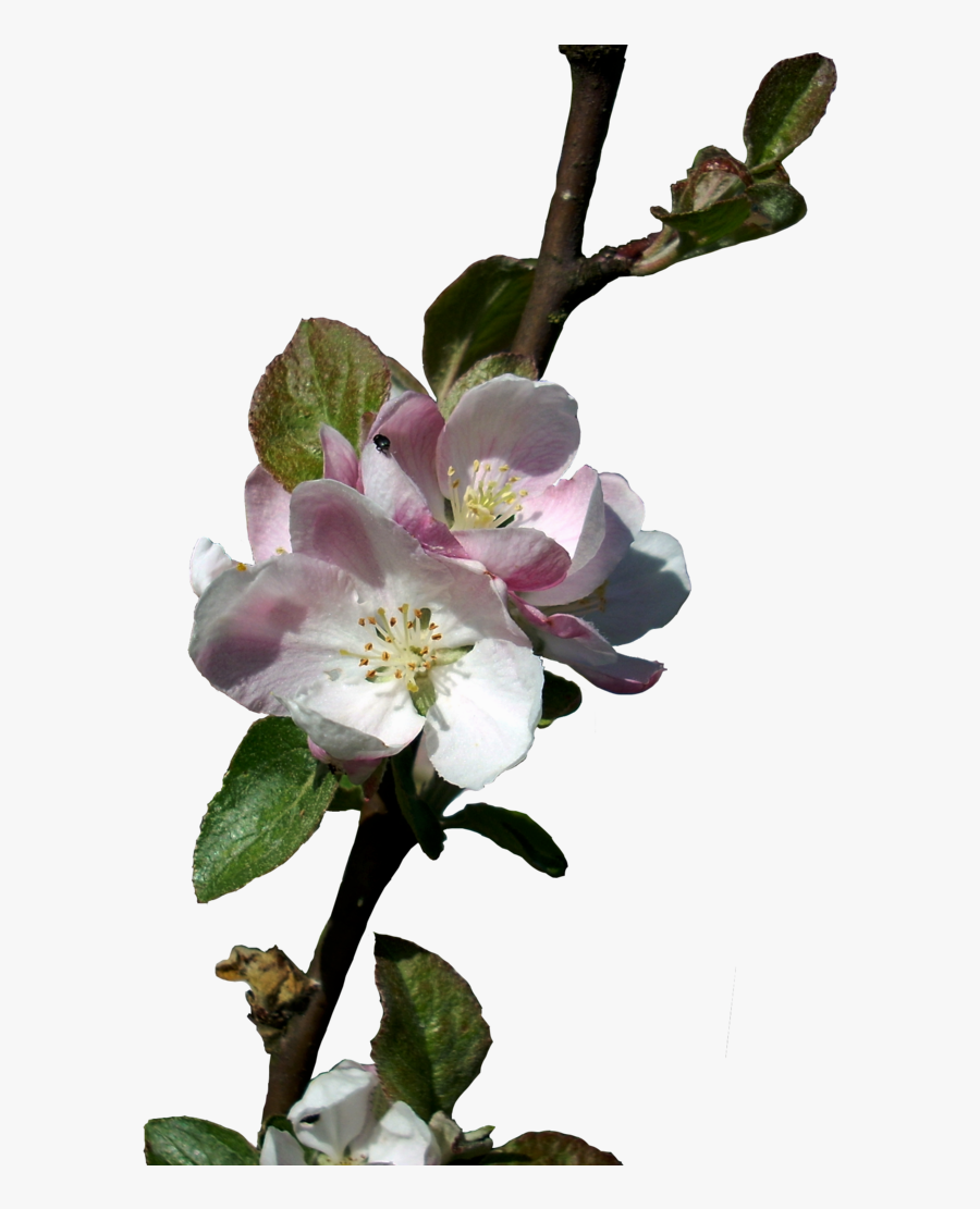 Apple Blossom Png Apple Blossoms Transparent Background Free Transparent Clipart Clipartkey Apple Blossom Png Apple Blossoms Transparent Background Free Transparent Clipart Clipartkey