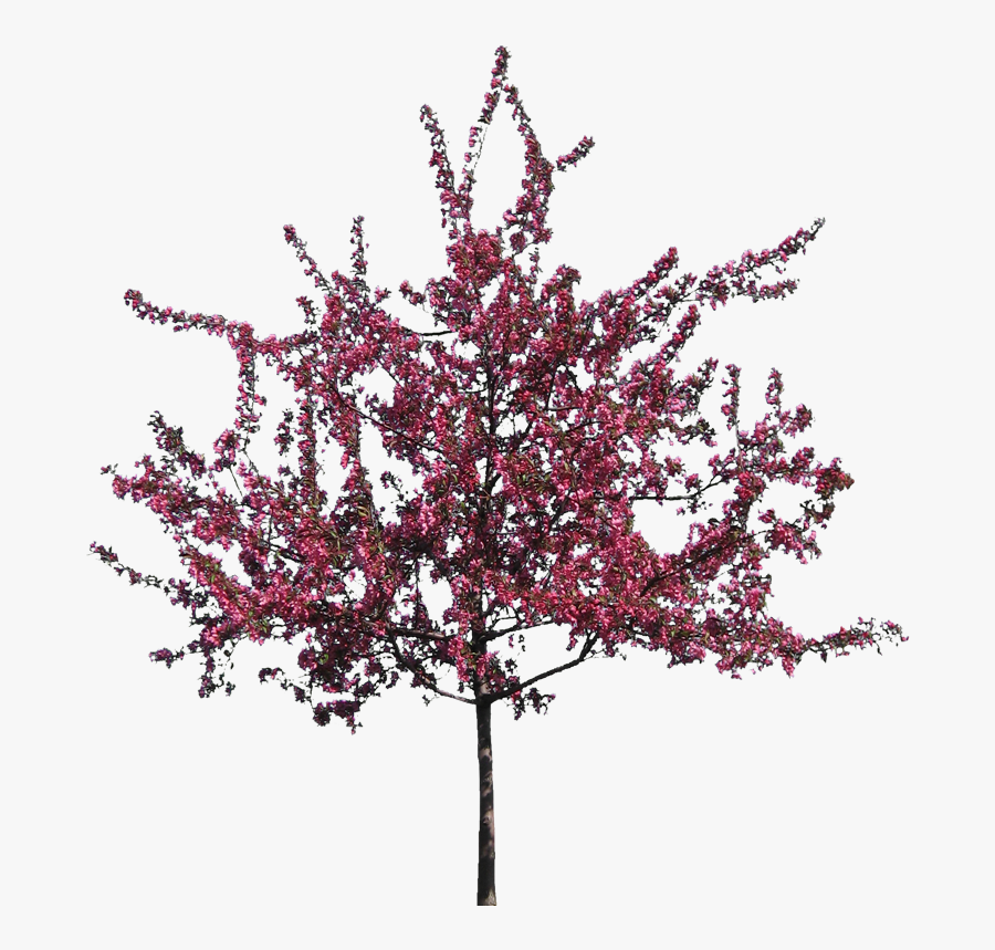 V - 8 - 7 740 - 0 Kbytes, Dvz - Flowering Trees - Crab - Flower Tree Transparent Background, Transparent Clipart