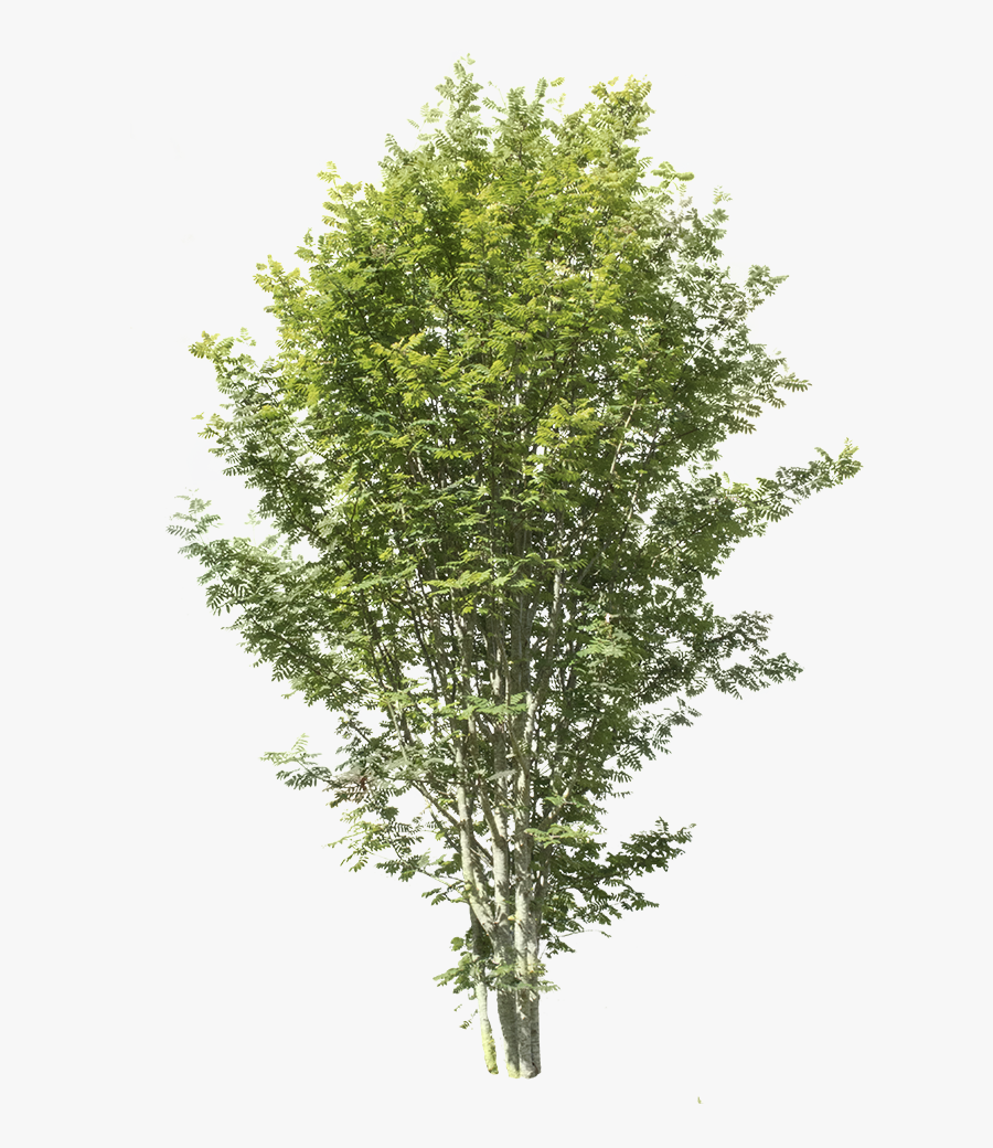 Apple Tree Without Fruit - Sorbus Aucuparia Cut Out, Transparent Clipart