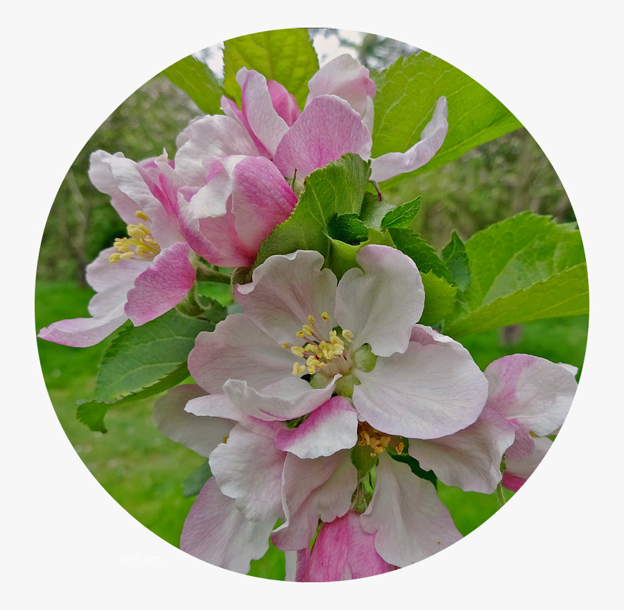 Rosa Rubiginosa, Transparent Clipart