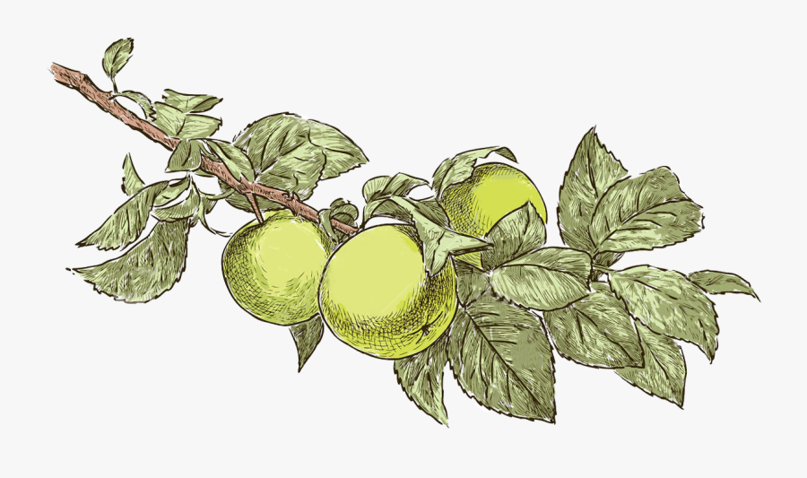 Apple Tree Drawing - Apple Tree Leaf Drawing, Transparent Clipart