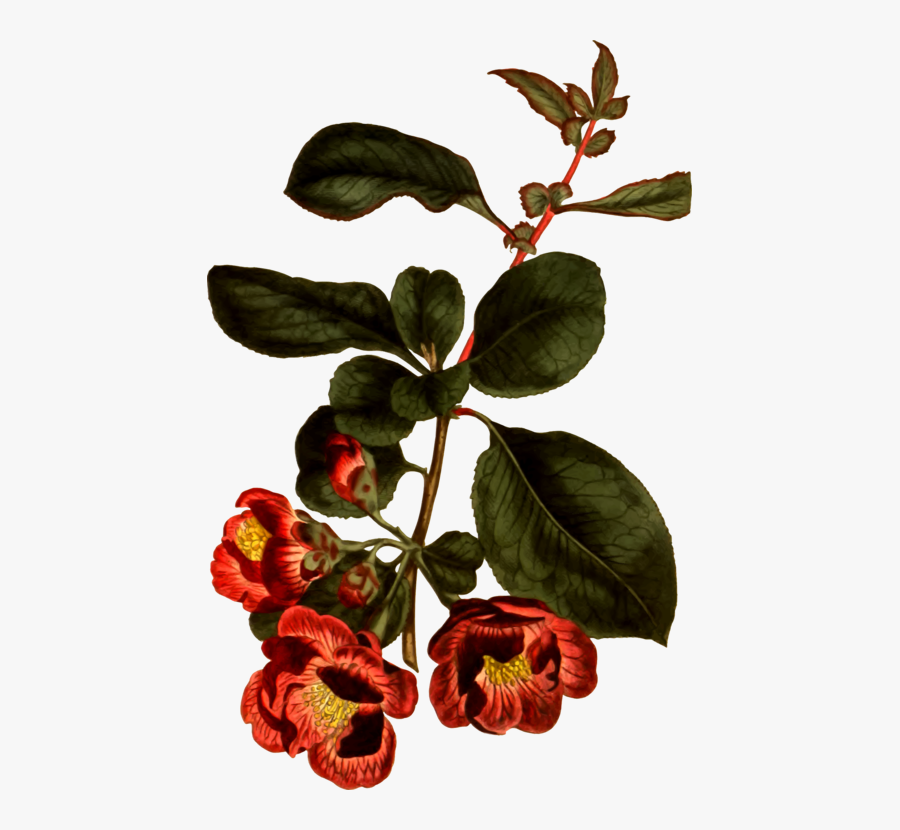 Botany, Transparent Clipart