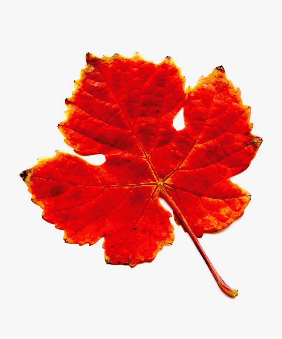 Red Wine Leaf Gif Red Wine Leaf - Foglie Di Vite Rossa, Transparent Clipart