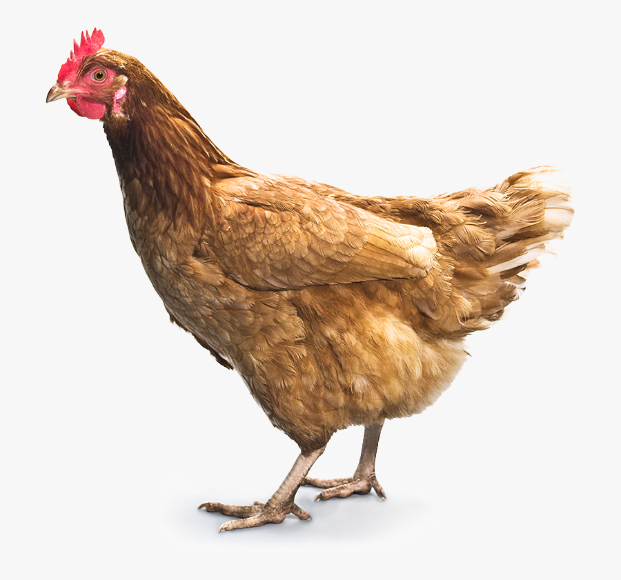Chicken Png Image - Chicken Png, Transparent Clipart