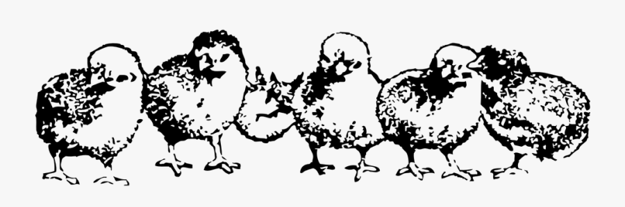 Baby, Birds, Chickens, Chicks, Babies, Small, Little - Baby Chickens Clipart Black & White, Transparent Clipart