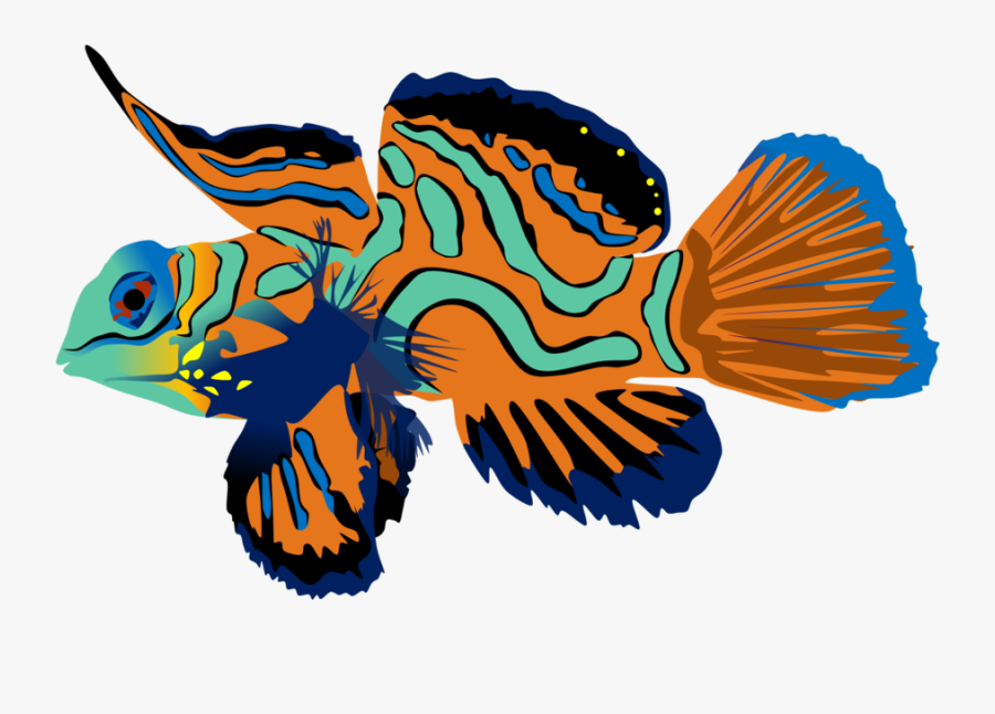 Transparent Fish Illustration Png - Mandarin Fish Png, Transparent Clipart