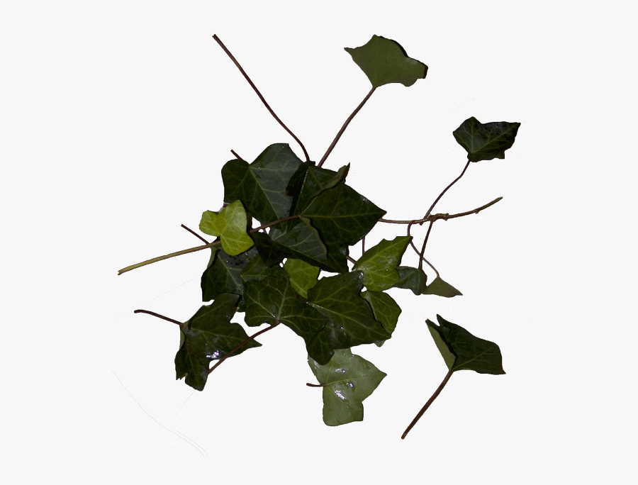 Ivy Cocktail Night Secret Shopping List - Flower, Transparent Clipart