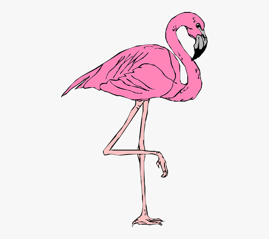 Transparent Flamingo Png - Flamingo Clipart, Transparent Clipart
