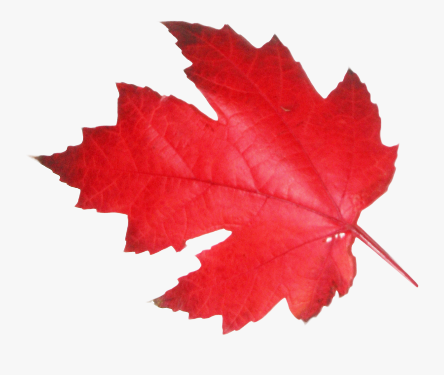 Clip Art Maple Leaf Png, Transparent Clipart