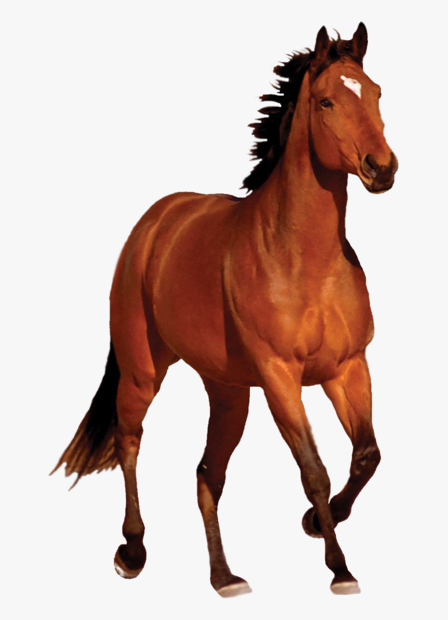 Brown Horse Clipart Hd - Motu Patlu Gattu Battu, Transparent Clipart
