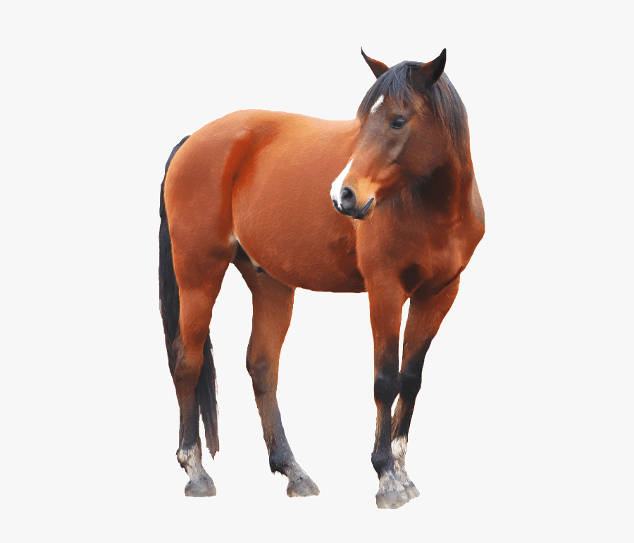 Brown Horse Png Image - Horse Transparent Background, Transparent Clipart