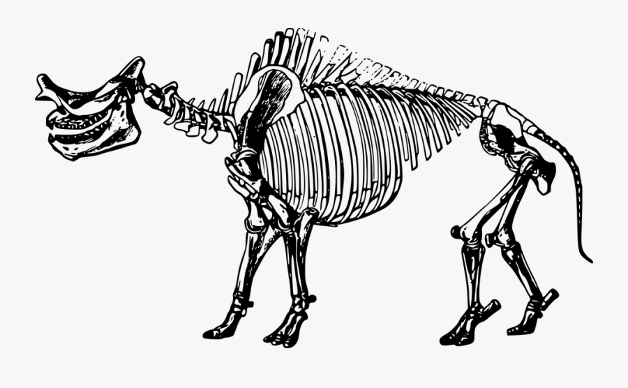 Bones, Dinosaur, Fossil, Skeleton - Dinosaur Skeleton Clip Art Transparent Background, Transparent Clipart